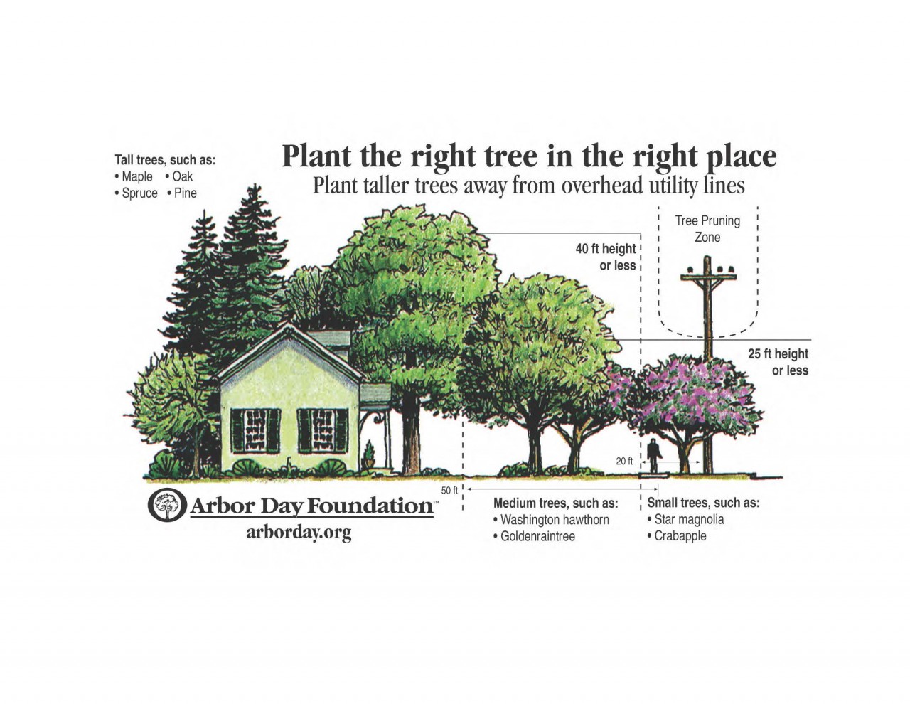 Tree Risk Assessment